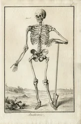 Anatomy - anatomical study of a skeleton